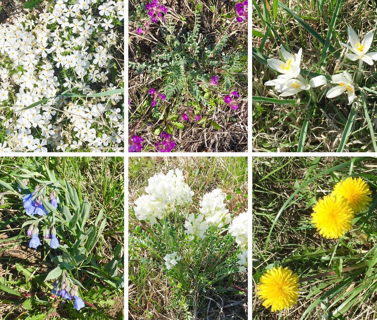 FirehouseWines's tweet photo. #Spring #Flowers in the #Vineyard https://t.co/eatCz61iOl