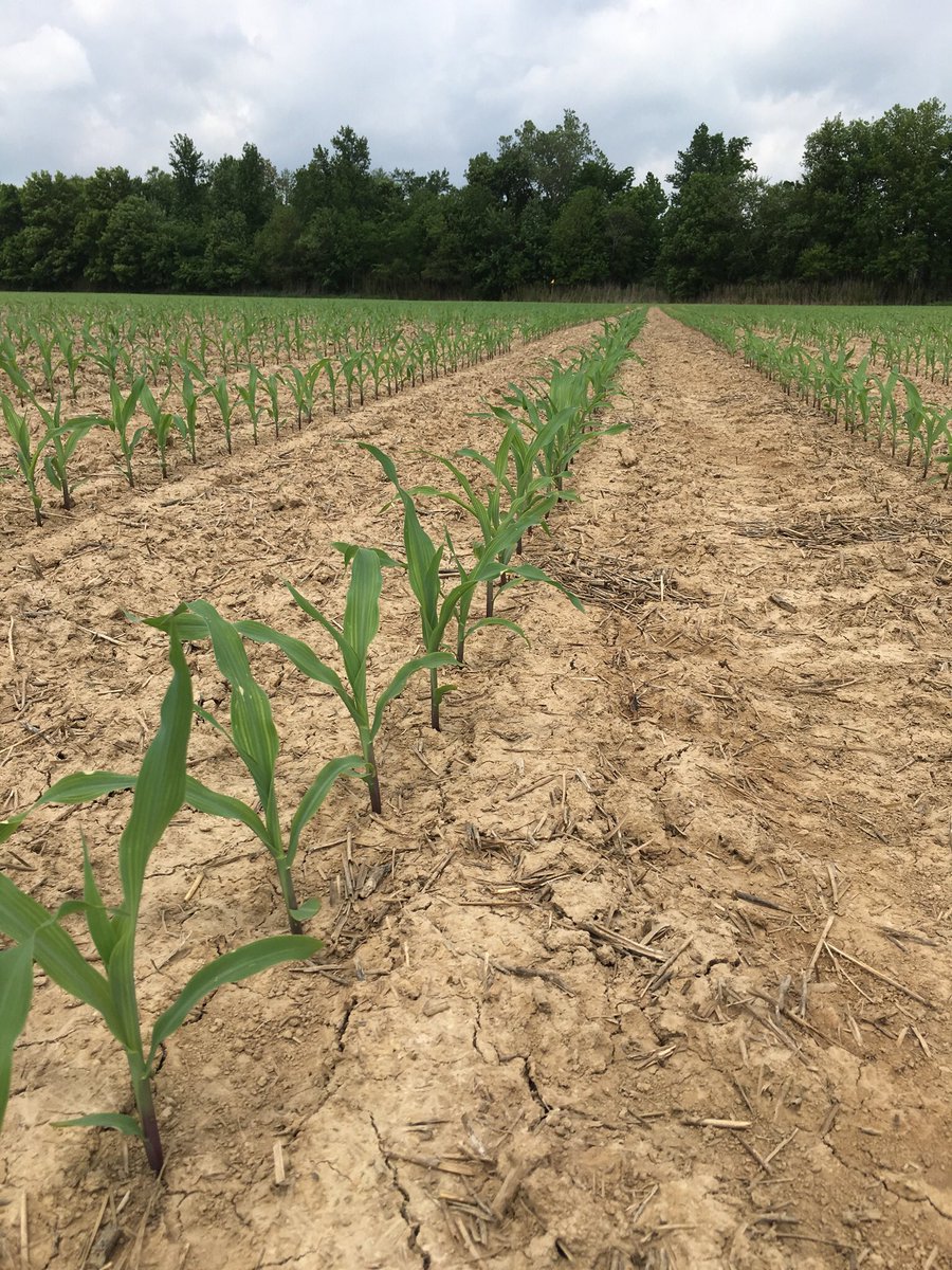 ILGHagronomist's tweet image. @GldnHarvest G14V04 = above avg emergence + exceptional early vigor! Providing growers 👍🏻 stand establishment to maximize profit 💵 potential! #ILcorn