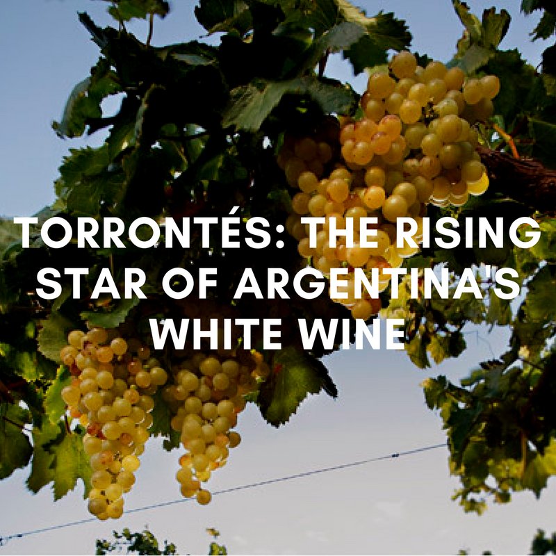Torrontés is the white counterpart to Malbec in Argentina. Floral and aromatic it's a quality, affordable Argentinian white wine. Discover more about this alternative to Australian Chardonnay or Semillon-Sauv Blanc blends: bit.ly/2rIXW3w

#Torrontés #argentinianwine