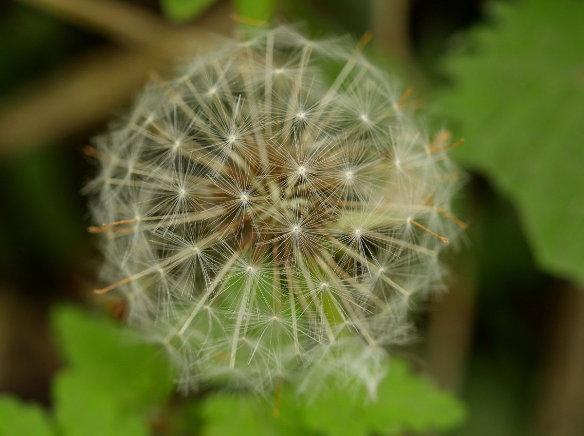 MarkDowie's tweet photo. Designs in Nature #JustDandy https://t.co/dP1ujezabu