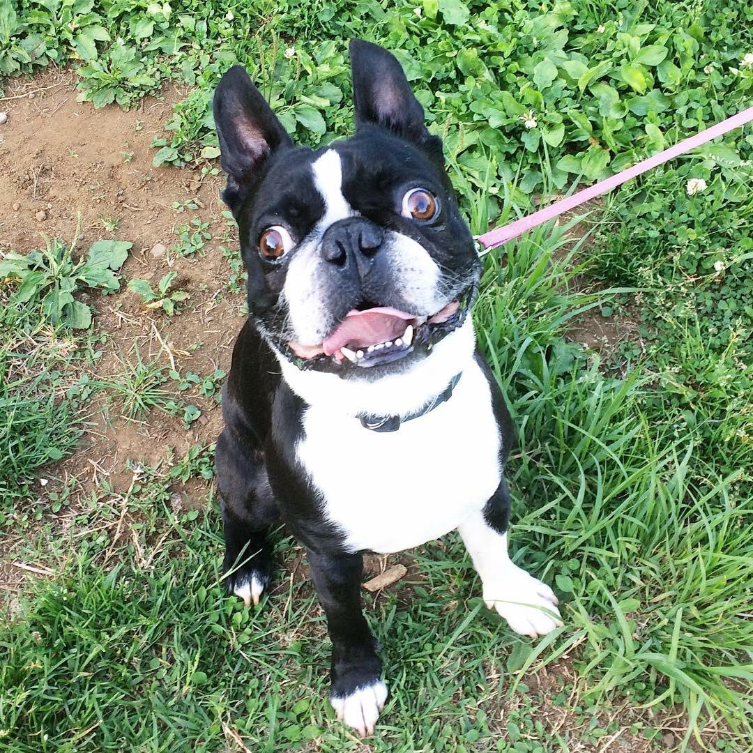 Resultado de imagen para ç¬ Boston Terrier ç¾ãã