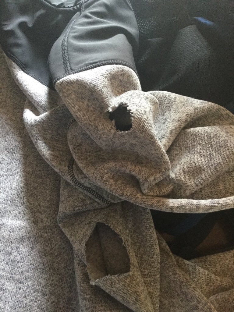 brucemayo's tweet photo. I just destroyed my Dad’s last fleece! Two for two! My Dad must be a slow learner - so embarrassing! Off to Value Village for him, I guess! Guess what? If you buy it, I WILL chomp it! #dogdamage #noshame #dogsofinstagram https://t.co/RxC6qOT15z