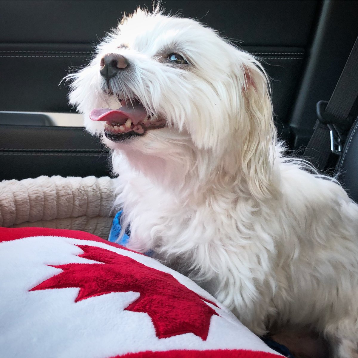 When you are just happy for no reason 🐶