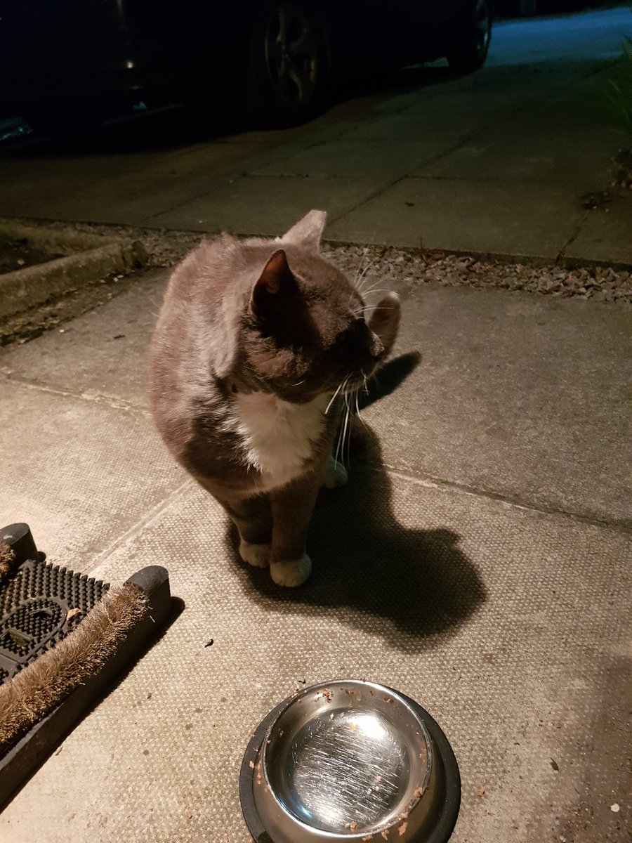 Francesca Davies On Twitter Anyone Lost This Grey And White Cat