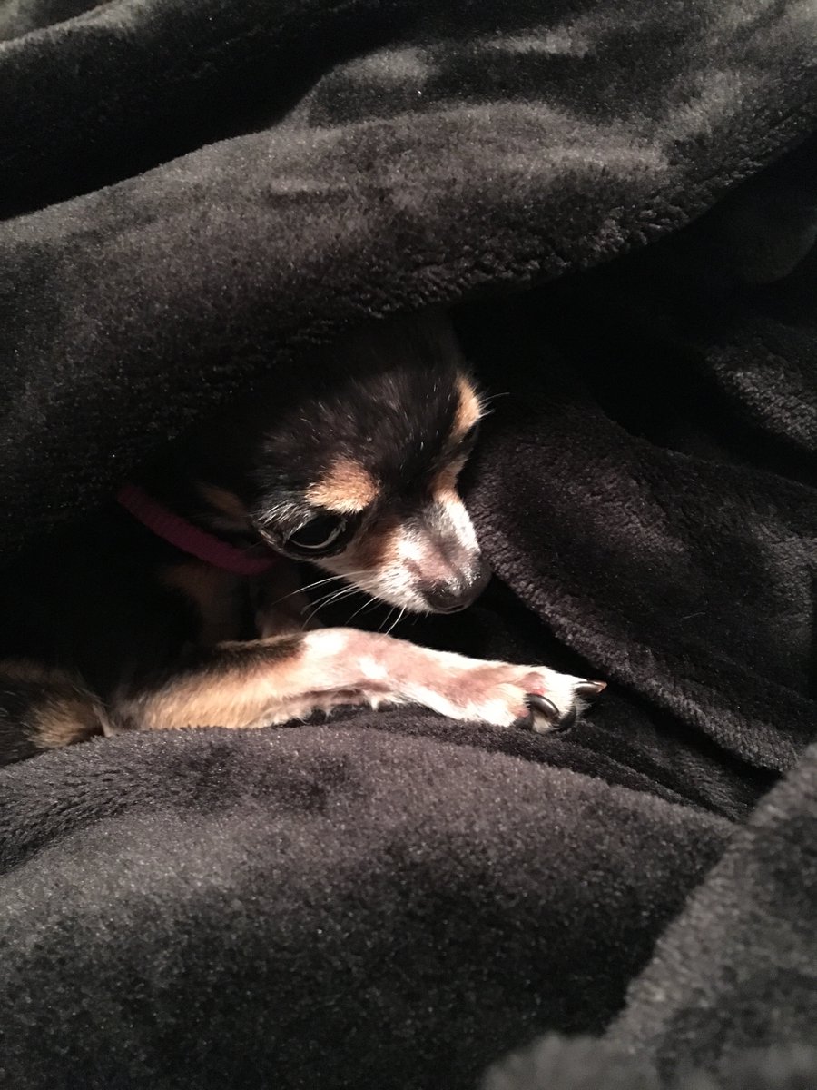 Please welcome our new press bullpen intern, Darth Derpidious Beluga. She is wearing uniform Darth Vader #5 robes.