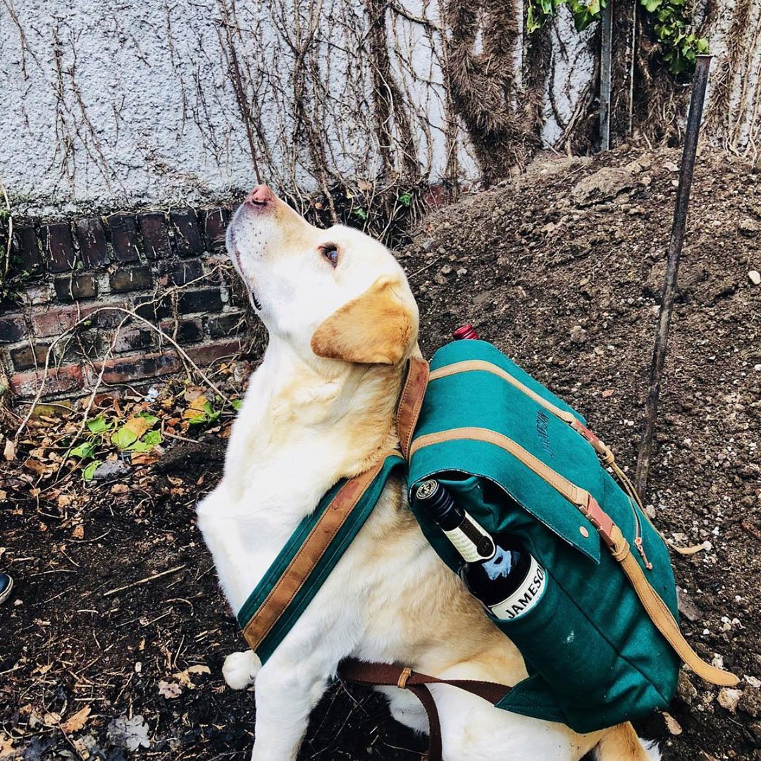 We see one of our best ideas yet. He sees a squirrel.
#GoIrish #Jameson #TripleDistilled

Via Jamesondan1780