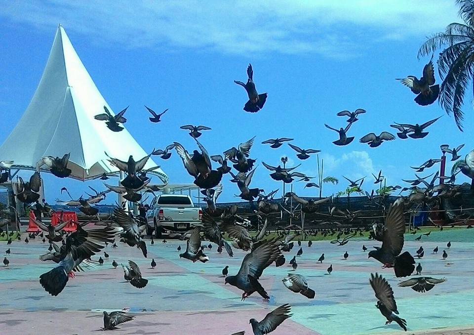 pigeonscouture's tweet photo. PIGEONS LOVER @leahmichellebir SISTER ! PIGEONS ADVOCATE PAGE ! https://t.co/QwUpjkJvLi