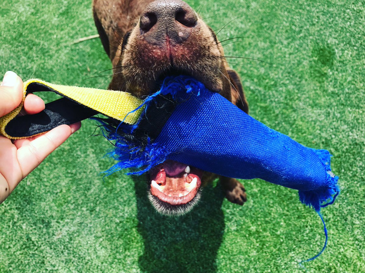 PPRJIA's tweet image. Logans favorite toy is this torn up tug-of-war toy!!! What is your fur baby's favorite???