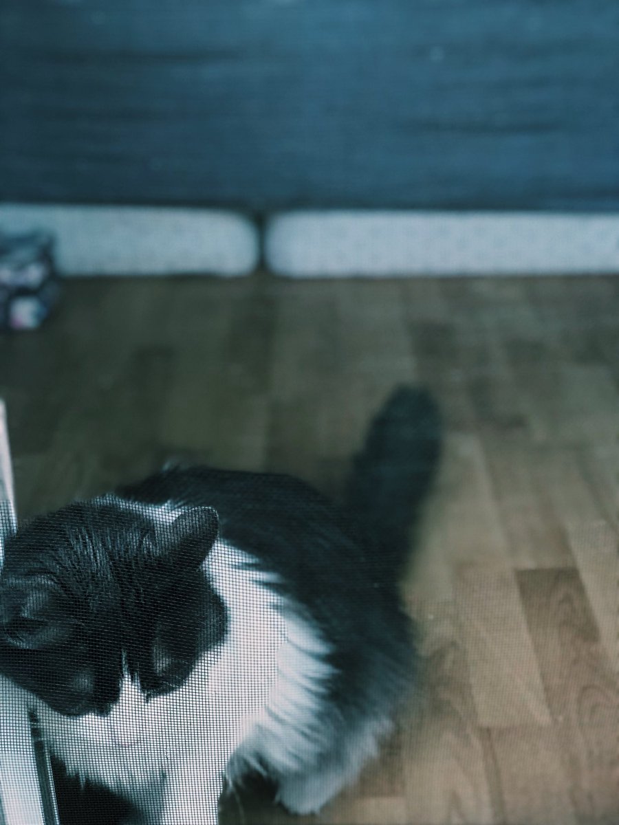 lukewaale's tweet photo. my moke,, <3 https://t.co/1eRZzlH210