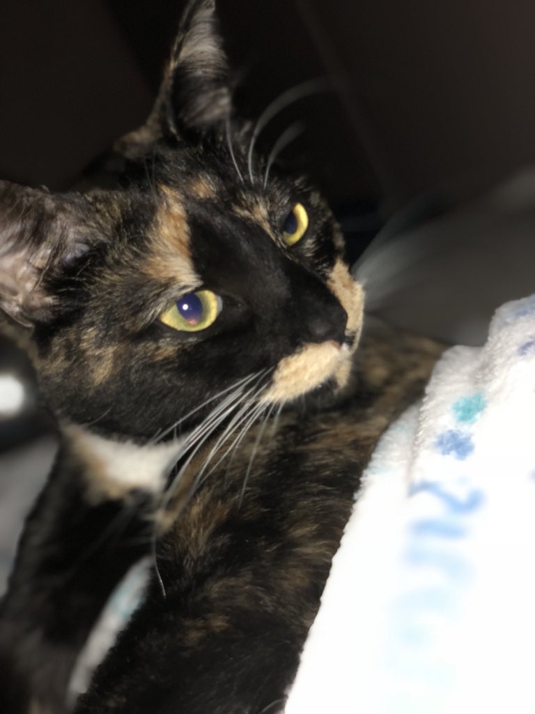stillcrazy50's tweet photo. BUNCTIOUS she’s incredible...I lover her #sybilsays #CatsOfTwitter #cats https://t.co/3Rc2OX0V7m