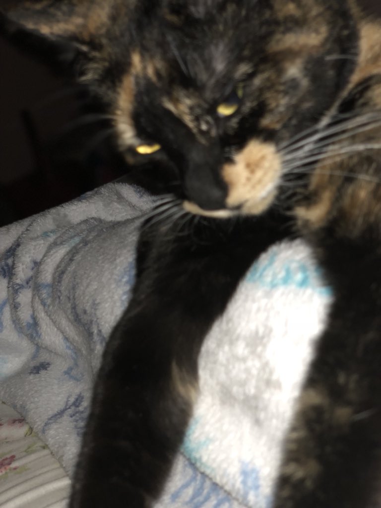stillcrazy50's tweet photo. BUNCTIOUS she’s incredible...I lover her #sybilsays #CatsOfTwitter #cats https://t.co/3Rc2OX0V7m