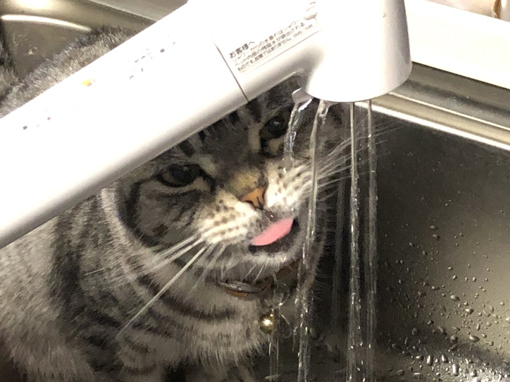 これ見た人は子猫が成長した画像貼れ スコティッシュフォールド マンチカン編 2ページ目 Togetter これ見た人は子猫が成長した画像貼れ スコティッシュフォールド マンチカン編 2ページ目 Togetter