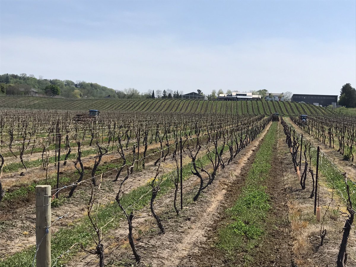 Glen_Elgin's tweet photo. Spreading manure at @FoolAnd60Acres and #Fiverows Winery of #Lowrey Vineyards.

Healthy, balanced soils required to produce premium fruit. This starts with a solid soil management program. No surprise 2 of the top wineries in their area are working to maintain/build their soils? https://t.co/LbPI1crZ0z