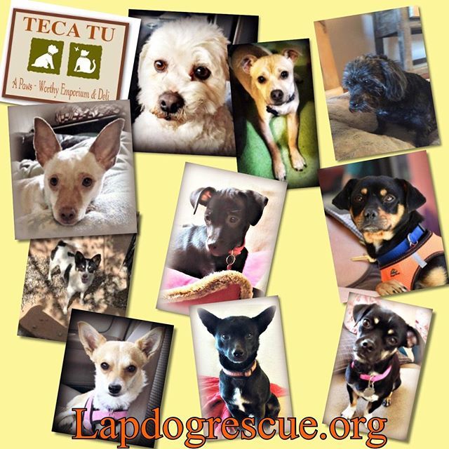TecaTuSantaFe's tweet photo. Come meet some extraordinary dogs and their awesome fosters at our monthly event with Lap Dog Rescue of New Mexico, this Saturday, May 19th from Noon -3pm. #tecatu #pawsworthy #santafe #lapdogs #rescue #adoptdontshop #lapdogrescue #lapdogsofinstagram https://t.co/HF8VgBVE0u https://t.co/f0zjiiWQI8