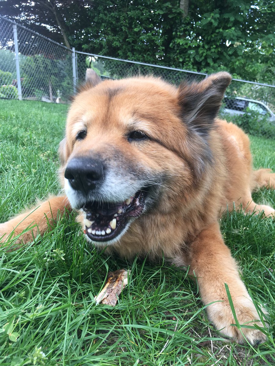 rlbedpsy380's tweet photo. Tried to give my beautiful girl the best last day possible today. We opened up a new package of tennis balls, vacuumed (which she loved for some reason), gave her a big steak bone, and lots of treats. We will miss her very much but this was the right, adult thing to do. #AdultUW https://t.co/XIh9HMzQfX