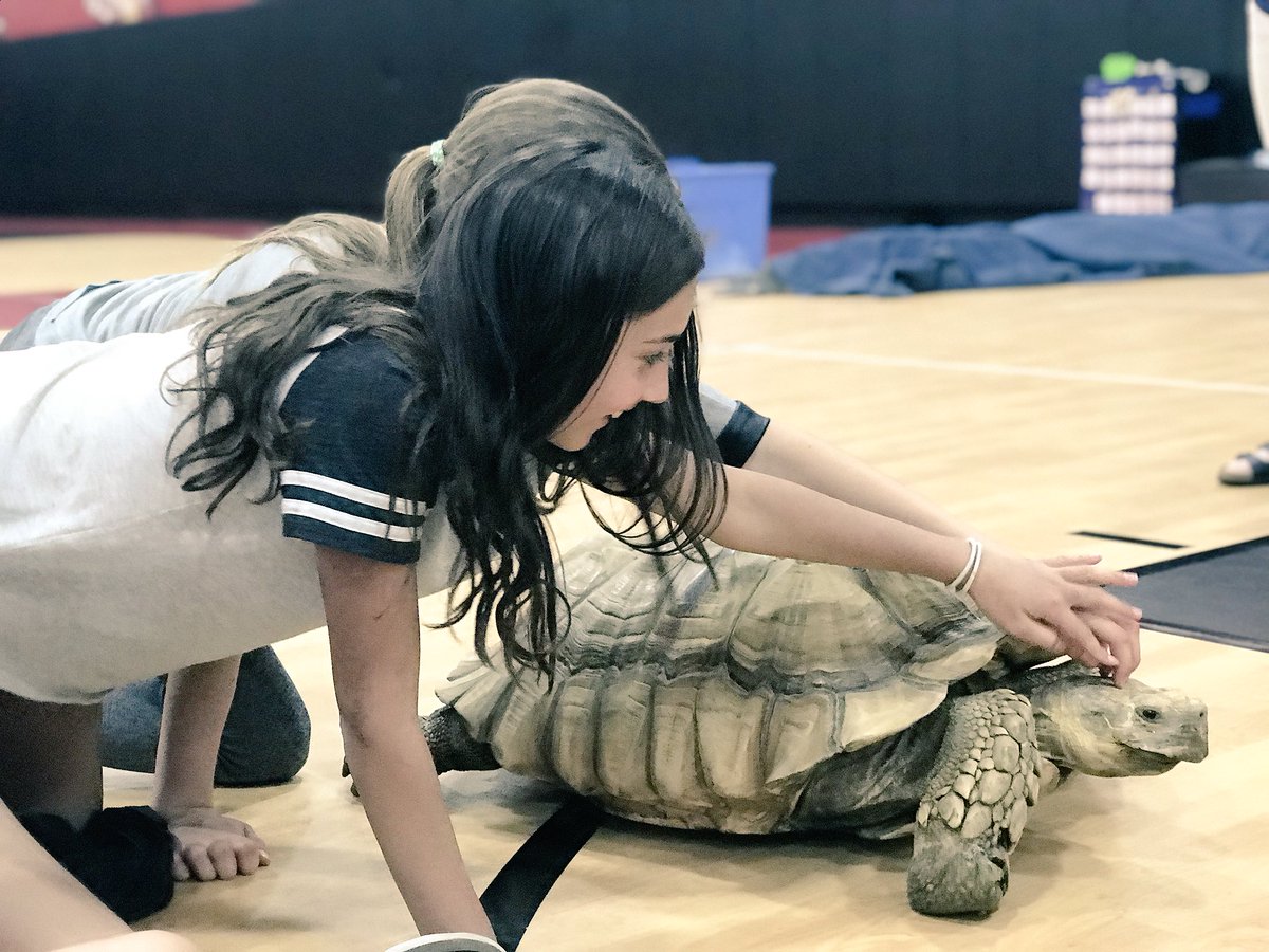 Christensen4th's tweet photo. How lucky are we to learn all about these reptiles from Mr. Nesci?! Some of us even faced our fear of snakes! 😱🐍 So proud of these students #ColdBloodedCreatures #RVICan #sd113a https://t.co/WFnrqH13TJ