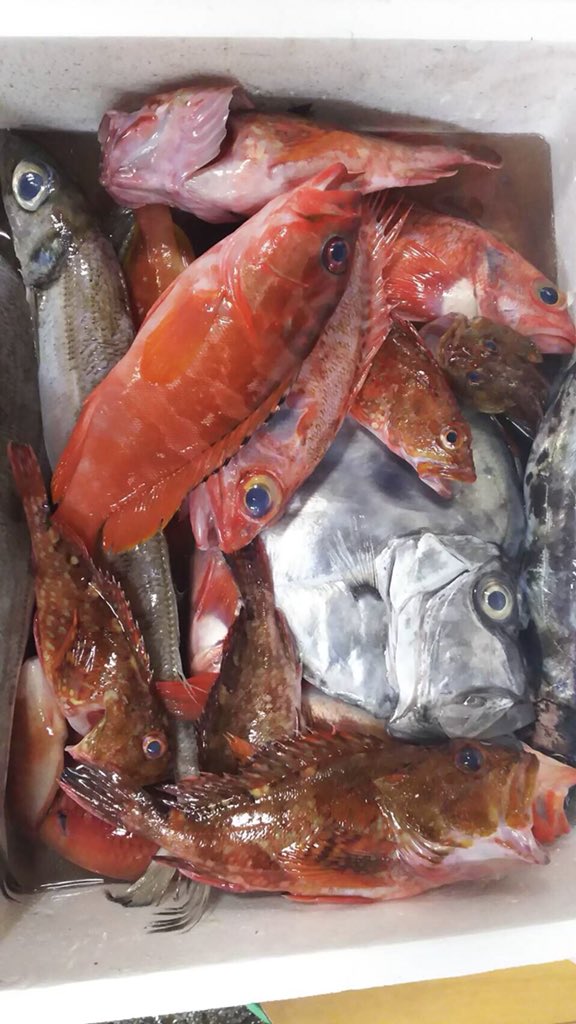 sayurisandesuyo's tweet photo. 私が釣ったお魚さん達、愛川屋さんに到着して、日本一のさつま揚げになっていってるようです！

5月20日の半日店長イベント、皆様のご来店お待ちしております😊

https://t.co/3dQnUMm5m4 https://t.co/ANchmDUJGh