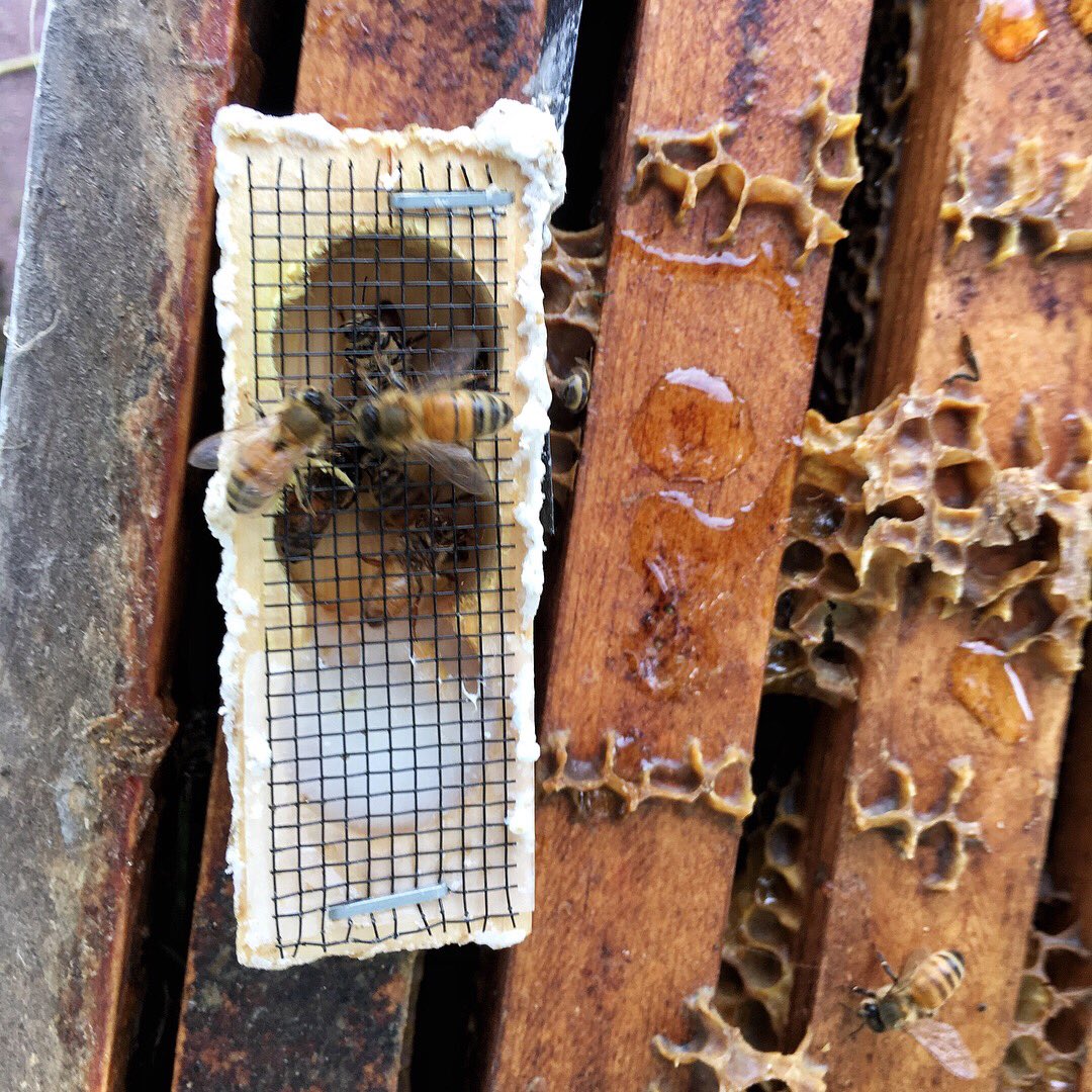 BrewCrafted's tweet photo. Bee season!!! #beer #craftbeer #brewcrafted #bee #honey #beekeeping #hives #woodworking #shoplocal #woodworking #drinklocal #craftedprojects #lifestyleinspired https://t.co/rhUM0Uf7d5
