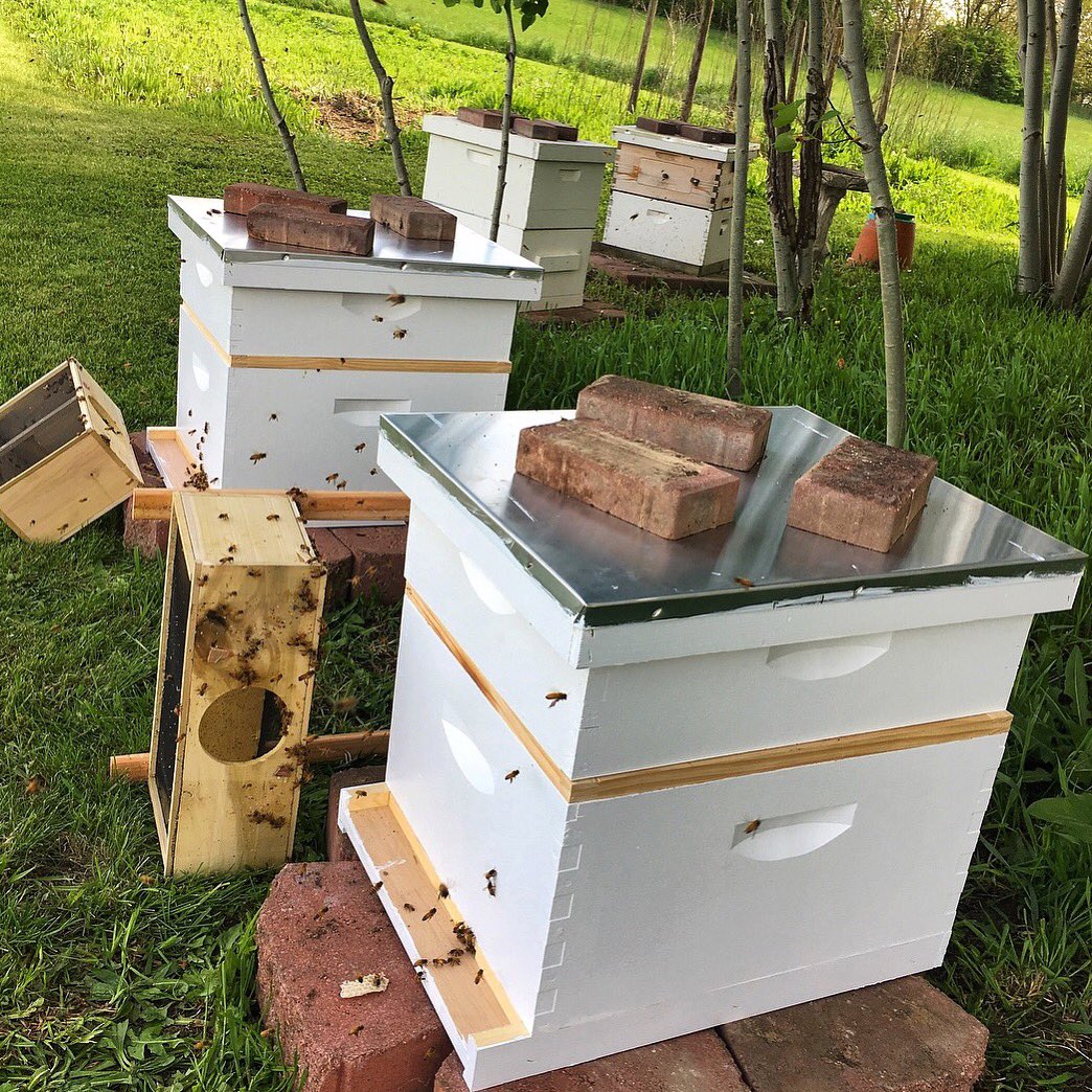 BrewCrafted's tweet photo. Bee season!!! #beer #craftbeer #brewcrafted #bee #honey #beekeeping #hives #woodworking #shoplocal #woodworking #drinklocal #craftedprojects #lifestyleinspired https://t.co/rhUM0Uf7d5