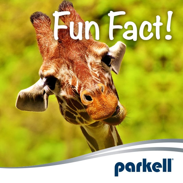 ParkellTweets's tweet image. Did you know giraffes have the same number of teeth as humans? #FunFact #giraffe #parkell #dental #teeth #wildlife #Safari #Dentist #dentistry #smile #oralhealth #nature
