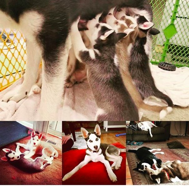 Trying to get back on twitter! I guess maybe having newborn #huskies will help me get back on track, after all I only have 8 weeks to find 11 homes!! Here's a picture from the last litter!
