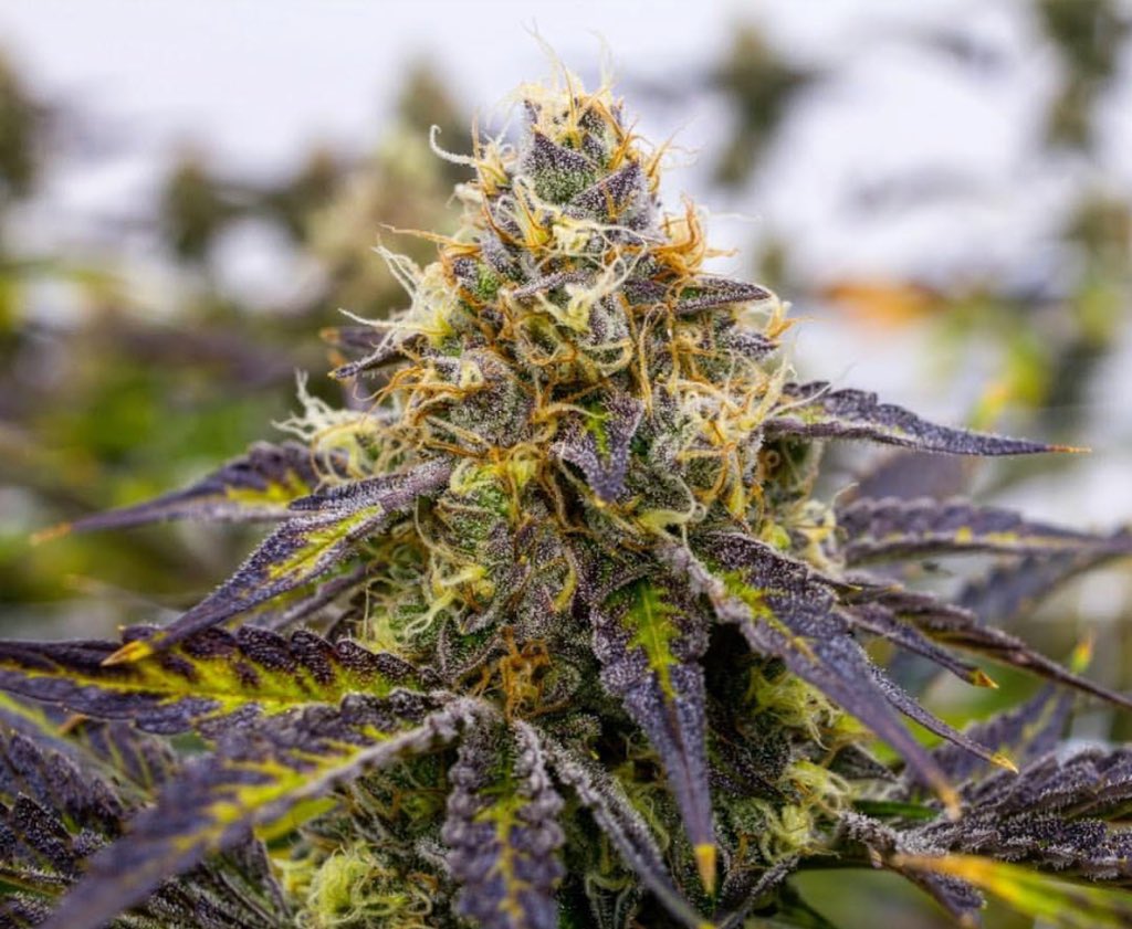 GrasspHealth's tweet image. New Indica-dominant strain from the Estate looking lovely. “No Quarter”, harvested and coming soon. 🎨✨🌳

#Grassp #THCDesign