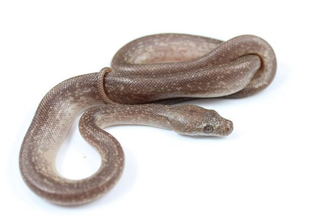 EBMorelia's tweet image. Here’s another one from the granite zebra x caramel jag het granite clutch. #carpetpythonofinstagram #carpetpythonmorphs #carpetpythons #ebmorelia #pythonsofinstagram ift.tt/2Iuq4Cr