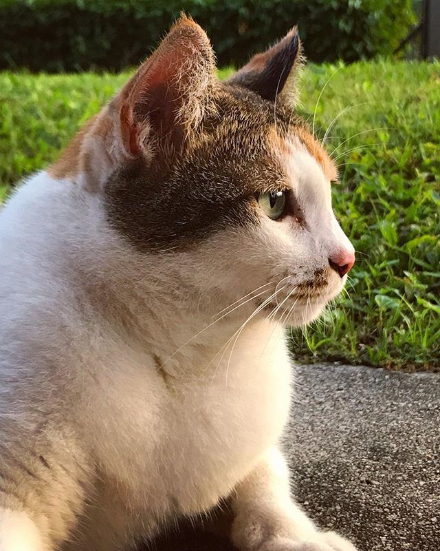 Camemberu's tweet photo. Good morning. It’s going to be a good day, no matter what happens. Be fluffy and chill. #catsofmarineterrace
.
.
.
.
.
#marineterracecats #marineterrace #sgcats #sgcatstagram #catsofinstagram #cats #instacat #catagram #kitty #kittycat #sgkitty #petcat #c… https://t.co/muX7EPXkUD https://t.co/0vLpK9IVBi