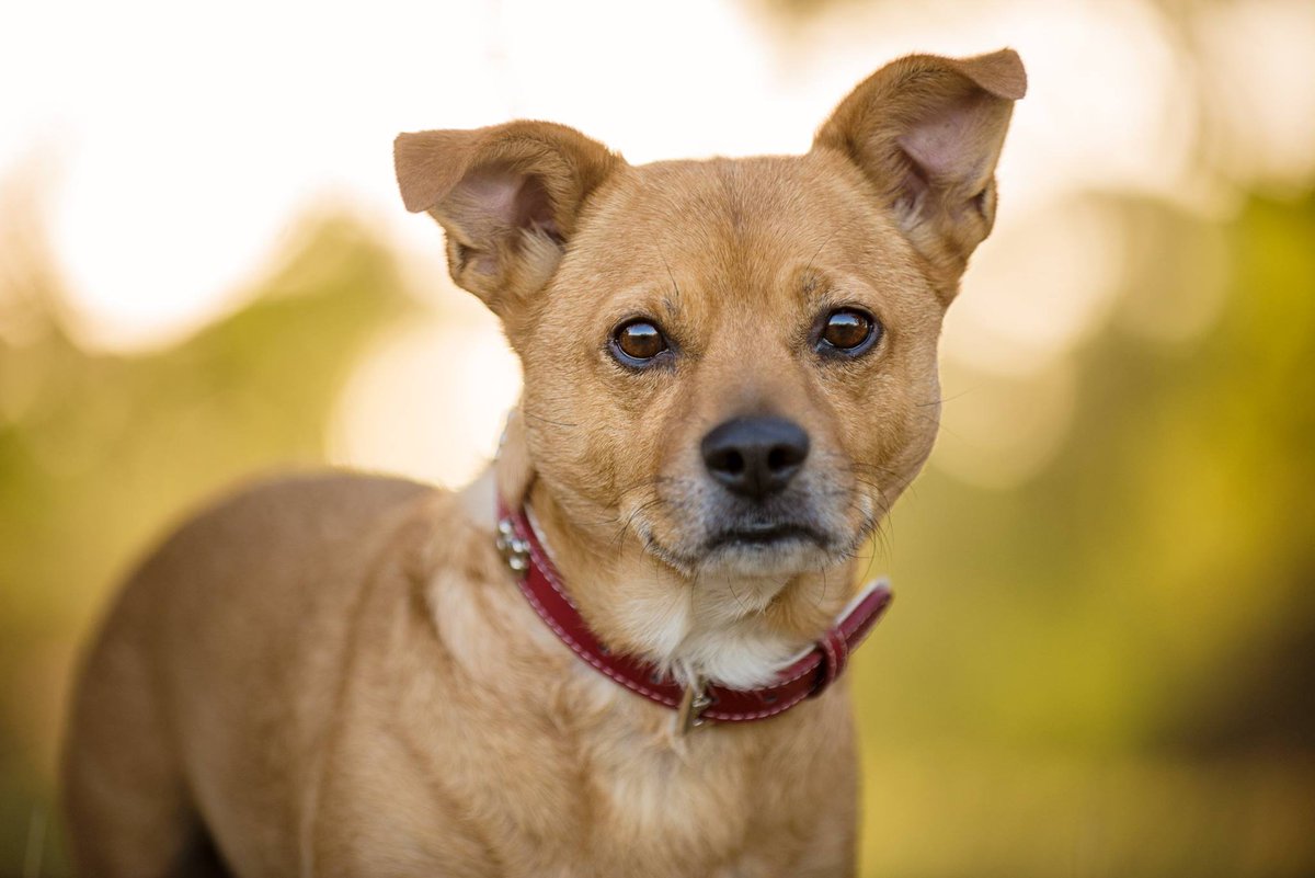 Celebrate life and family (including your 4 legged pals!) with warm and fuzzy pics taken professionally by Amanda at Furry Hearts Photography!
See how Pieta and her boys loved their experience in front of the camera with Furry Hearts Photography.
perthhappenings.com.au/blog/finding-n…