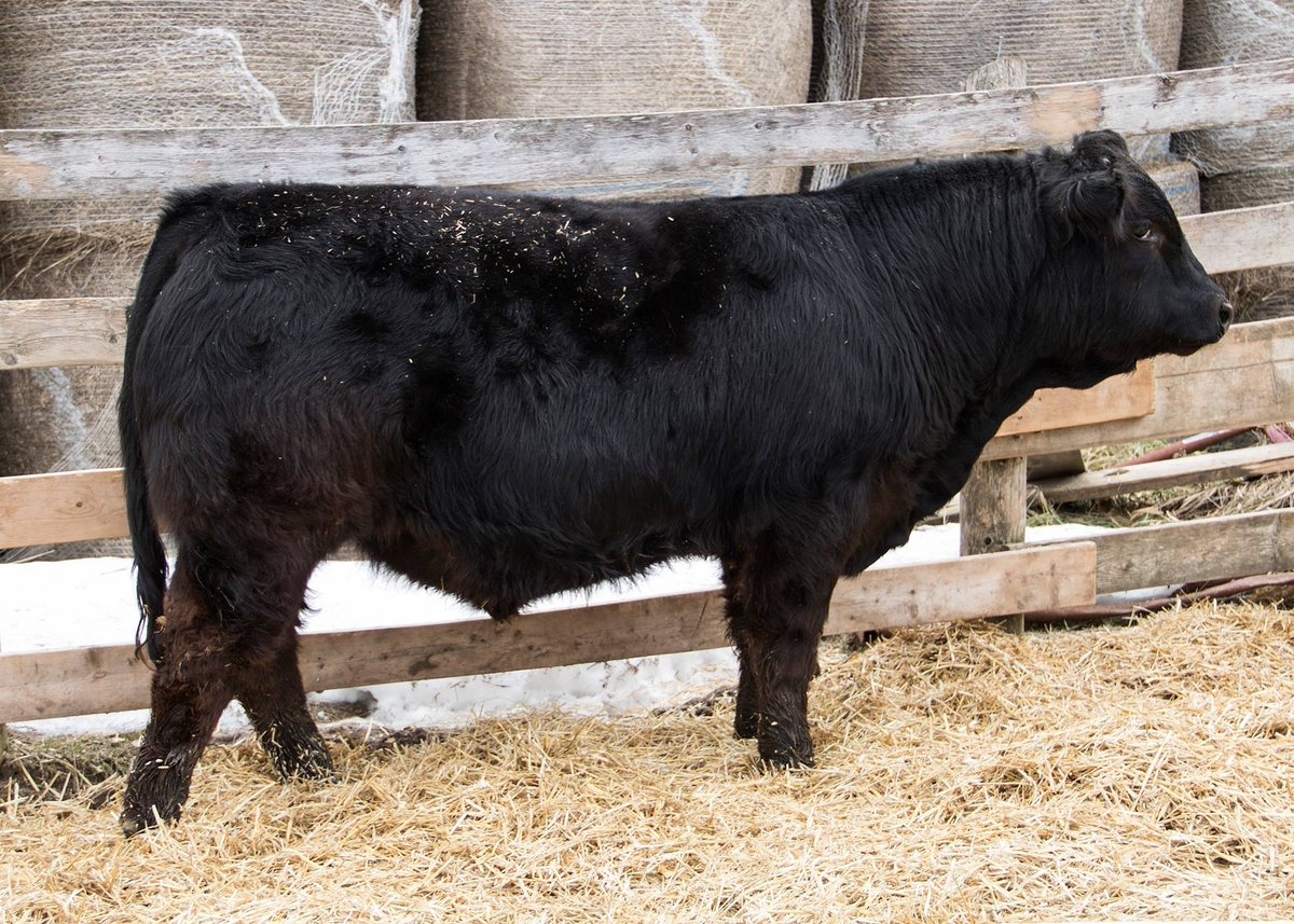 CarlsruheCattle's tweet photo. Black Limousin Bull Available! Ready to Breed! Semen Tested, Ultra-Sounded, and HD50K Tested! Dam is a Top Producer in our Herd! https://t.co/SHNCWiTYcQ