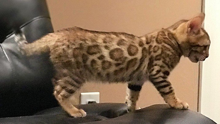 ontariobengals's tweet photo. 11 Week old Kitten Available! - She's such a great Bengal kitten!  Happy, energetic, playful and super fun.  Looking for a great home. This is a rare opportunity for us to have an available kitten, take advantage! https://t.co/bLryg6txtM https://t.co/Yj6guBGrH7