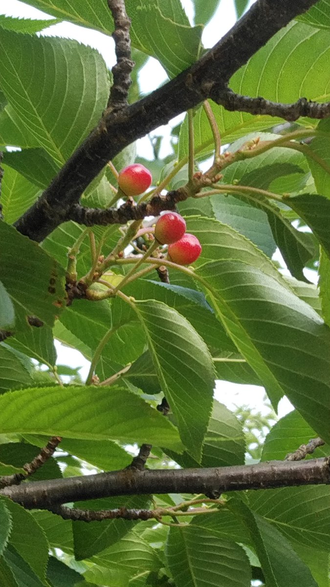 Akoako 27 神社にある桜の木に赤い実がついてました 鳥が食べるんだろうな Akoako 27 神社にある桜の木に赤い実がついてました 鳥が食べるんだろうな