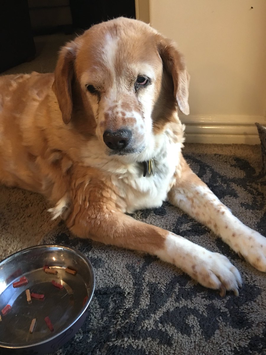 blee01's tweet image. Sam, on the other hand, is 16+ and just likes to sit and enjoy the afternoon breeze.