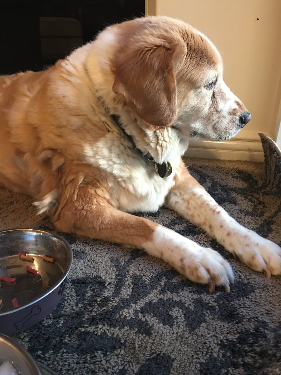 blee01's tweet image. Sam, on the other hand, is 16+ and just likes to sit and enjoy the afternoon breeze.