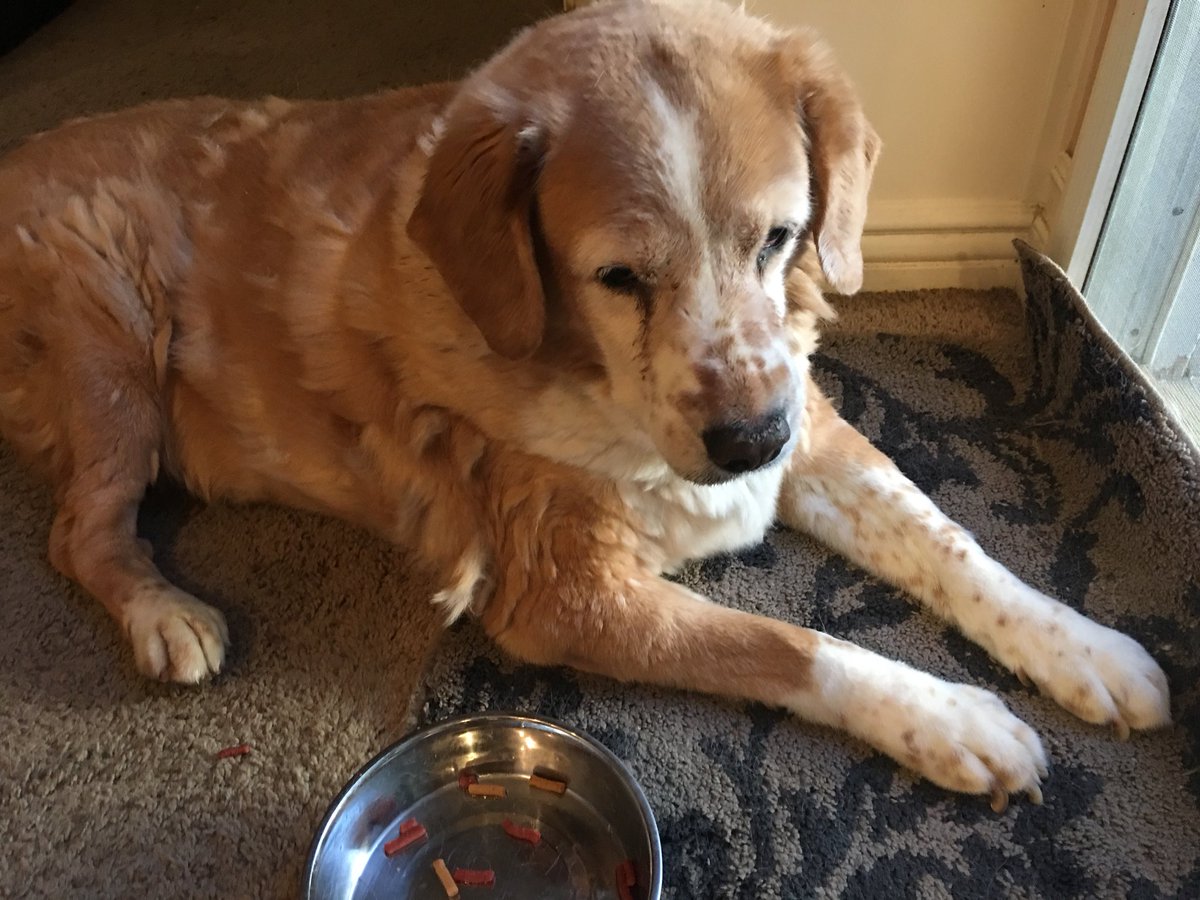 blee01's tweet image. Sam, on the other hand, is 16+ and just likes to sit and enjoy the afternoon breeze.