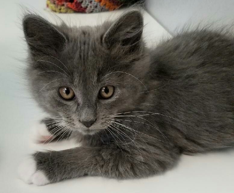 hiker_dust's tweet photo. I get to pick up this little guy tomorrow. #kitten #cats #adoption #sohumane https://t.co/lLL8q7eA3h