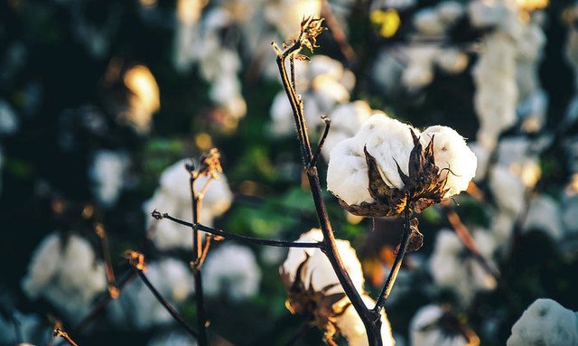 Cotton Field 20 by Andrea Anderegg
fineartamerica.com/featured/cotto…
