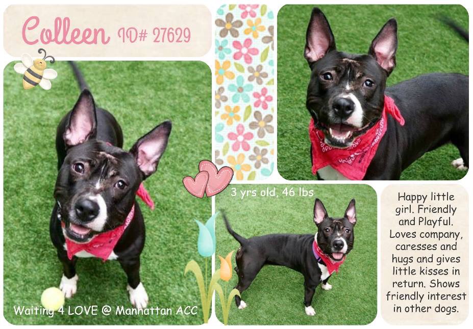 nasrene41's tweet photo. FRIENDLY #COLLEEN IS A SWEETHEART CONDEMNED FOR A TREATABLE #COLD!
#RESCUEDOGS #FOREVERHOME #BLACKDOGSROCK #FOSTER #ADOPT #SAVEALIFE #CIRDC #EndBSL #GetYourRescueOn #RescueIsTheWayToGo #HumaneNY #SaveCOLLEEN
https://t.co/w9OBNJL4q4 https://t.co/qWoRi8AKMV