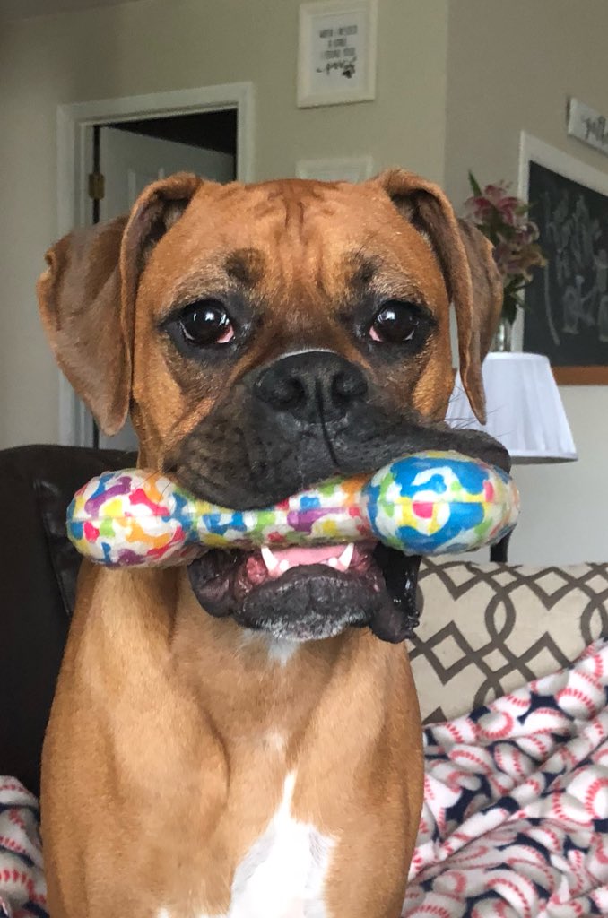 MrsRun_SCE's tweet image. Friendly reminder from Bailey Mae to bring your Cardinal Concessions 💵 tomorrow for some “Doggone” Good Popcorn!! 🍿Last one of the year! #buyallthechips #eatallthethings #evenpicklepops @SCECardinals