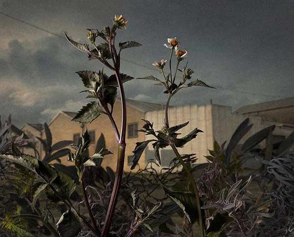 mayspacesyd's tweet photo. Exclusive to the exhibition here at MAY SPACE is #DanielShipp's "Botanical Inquiry #14 - Western Precinct Activity". This unframed print is only available for purchase in person from the Gallery for just $220.
Join us for opening drinks tomorrow afternoon, 3-5pm. https://t.co/sYAk3WaDQb