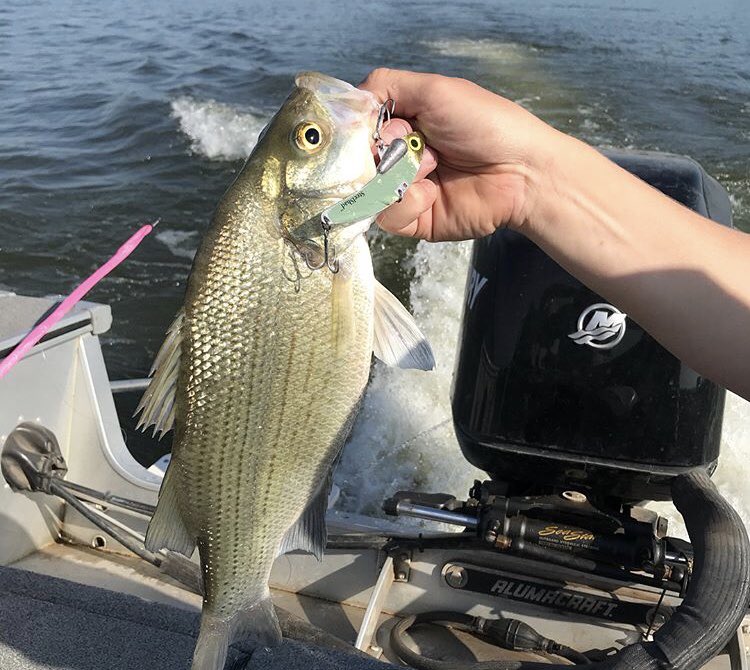 SteelShadLures's tweet photo. Super proud of this team! We’re glad to have them on board with us! #kansasstate #collegefishing #steelshad #stripers https://t.co/PcbL2923R4