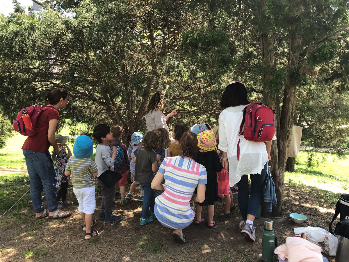 SteinerSchoolNY's tweet photo. A blue jay has been quietly nesting 5 eggs in a tree while the children in our #steinerparentchild program play happily @ Central Park. The children from the #steinernursery also visited her nest.
#steinerearlychildhood #waldorfeducation #parentchildprogram  #humancapacities https://t.co/AYOgtQZk4Y