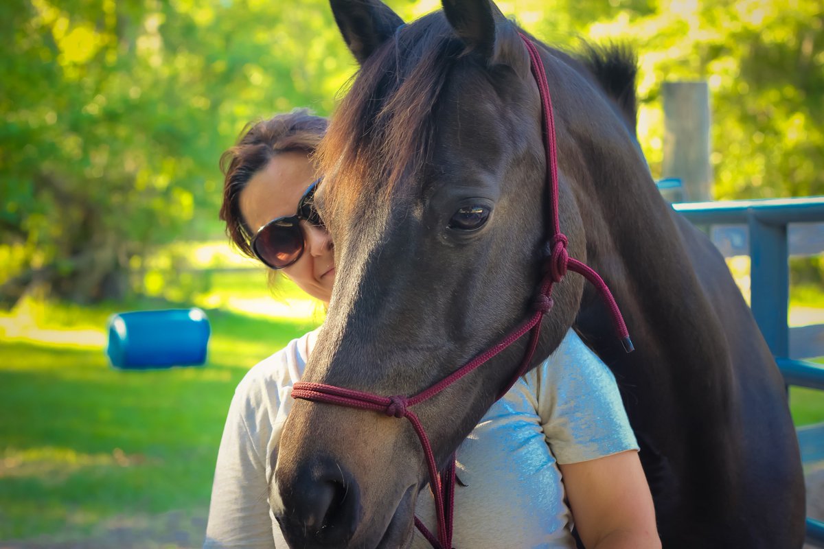 Kokabella's tweet photo. "Little Miss Gracie" I rescued her from Pennsylvania kill pen, trained with natural horsemanship trainers, now our little hunter jumper horse! #NoMoreAmish #rescuedbuggyhorse #killpenrescue #horserescue #tooprettytodie #lovemymorgan #LancasterPA #mooresequinerescue https://t.co/AMATgvLTdj