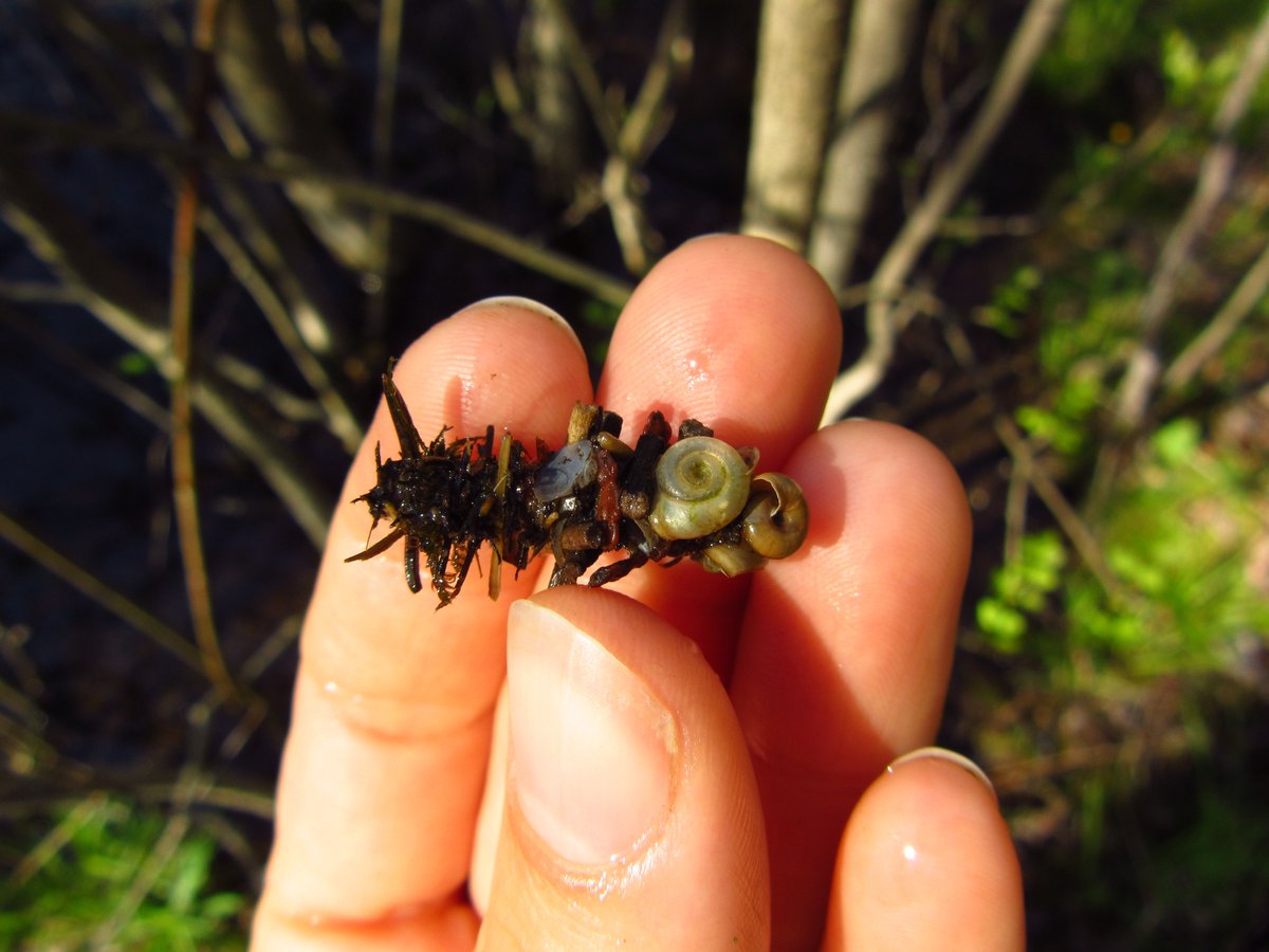 Crayvish's tweet photo. Putting that newly minted #OBBN knowledge to good use IDing #benthics today with @HuynhPatricia at her vernal pool research sites- some awesome #caddisfly cases! #FieldAssistantForADay @ers_uw https://t.co/mslEBaCgQ2