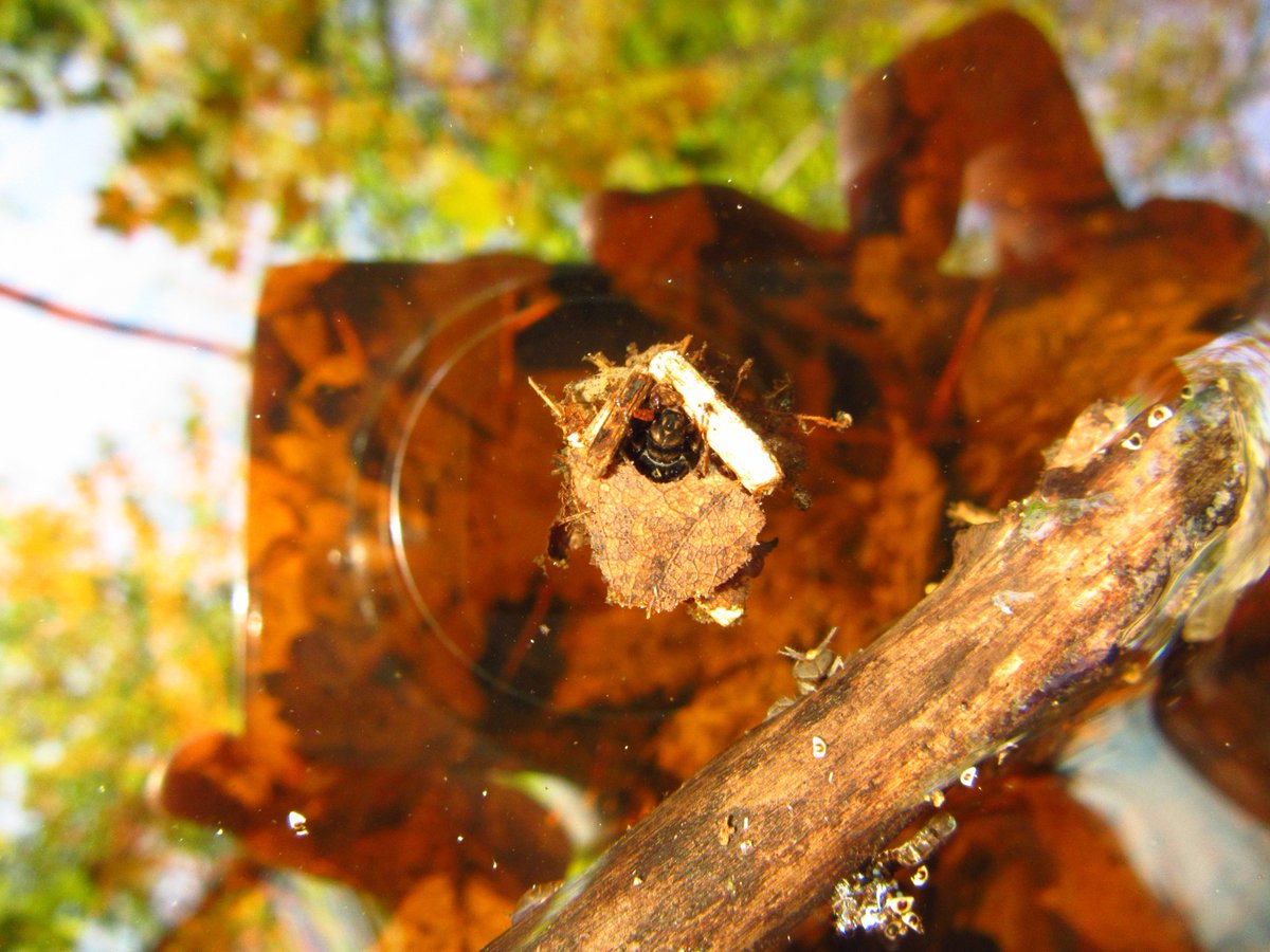 Crayvish's tweet photo. Putting that newly minted #OBBN knowledge to good use IDing #benthics today with @HuynhPatricia at her vernal pool research sites- some awesome #caddisfly cases! #FieldAssistantForADay @ers_uw https://t.co/mslEBaCgQ2