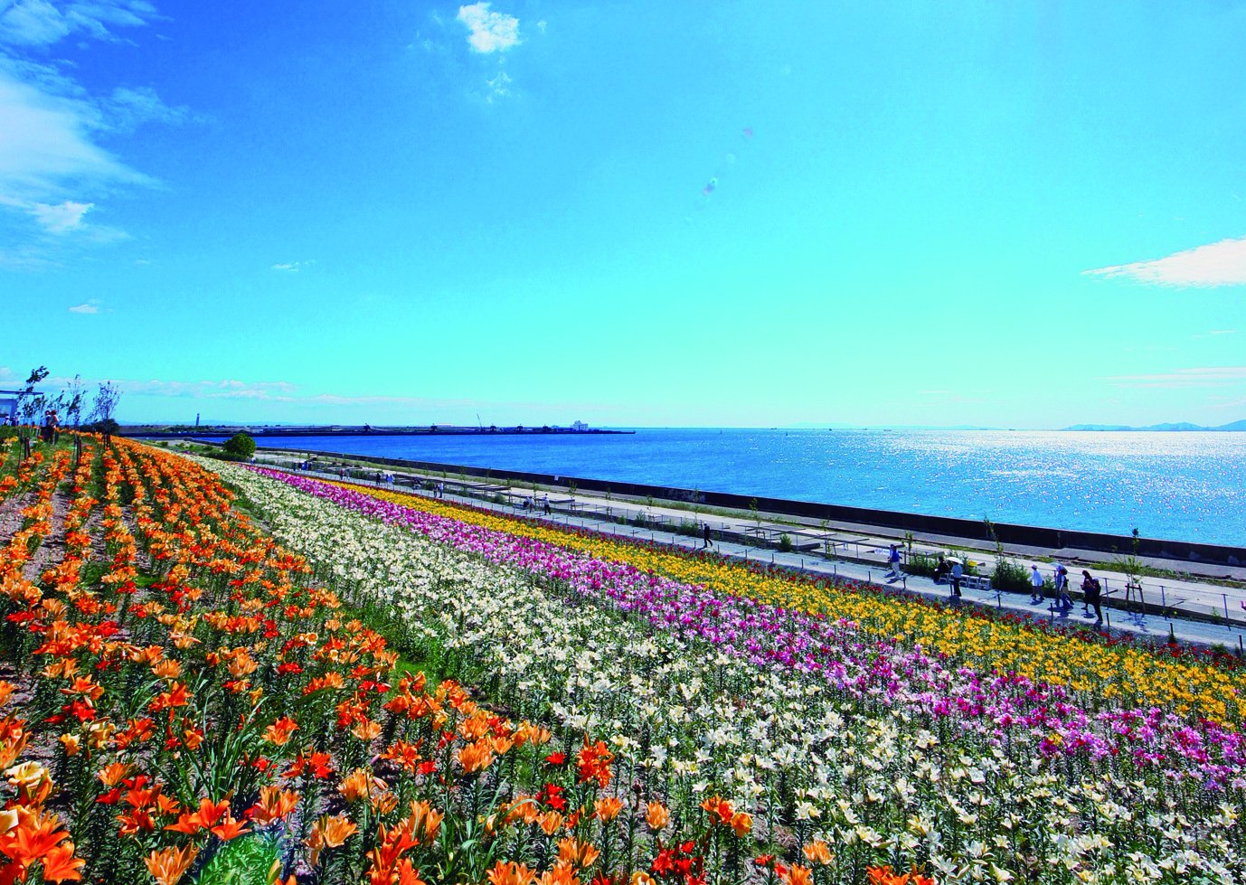 大阪観光局 公式 海と空 そして250万輪ものゆり花のコントラストが見どころの舞洲ゆり園が 今年も開園 遊覧ヘリコプターで空から見ると カラフルな絨毯が敷き詰められたようですよ 大阪舞洲ゆり園 18年6月1日 金 7月1日 日 T Co