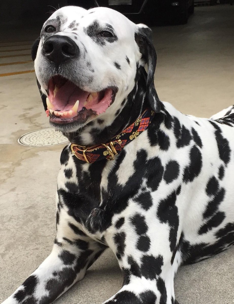 西陣 岡本 公式 Pe Twitter 大型犬 用の 西陣織 の 首輪 ダルメシアン ちゃん ぶち君への プレゼント 超かわいいです 一日30キロのお散歩だそうです すごいですね 犬好きさんと繋がりたい 犬好き 犬のいる暮らし 犬のきもちになってみよう 西陣 岡本 公式 Pe Twitter 大型犬 用の 西陣織 の 首輪 ダルメシアン ちゃん ぶち君への プレゼント 超かわいいです 一日30キロのお散歩だそうです すごいですね 犬好きさんと繋がりたい 犬好き 犬のいる暮らし 犬のきもちになってみよう