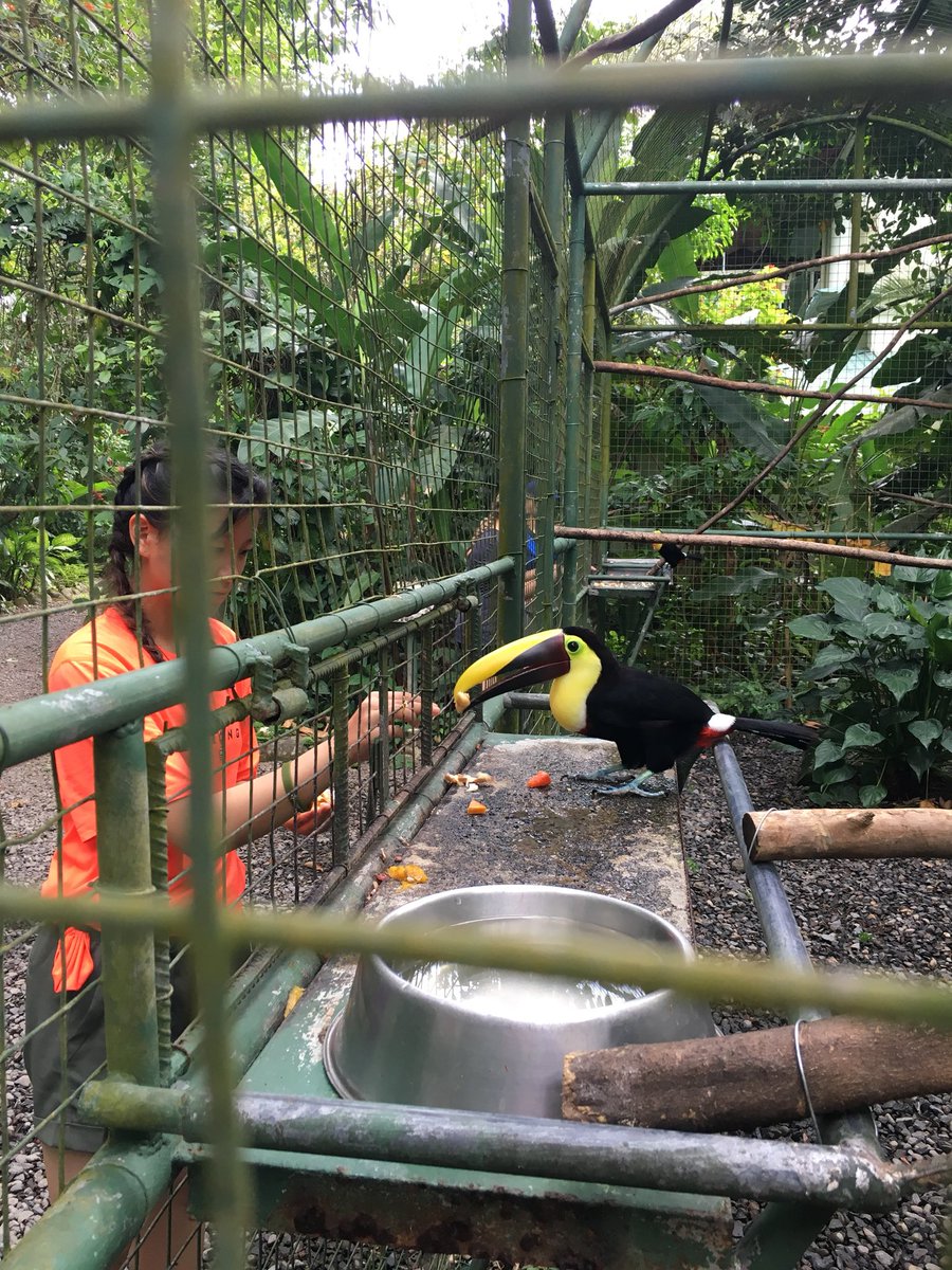 colinvdr's tweet photo. 🇨🇷 day 6 @proyectoasis learning about the exotic animal black market and the organisation’s role in helping rescued animals. Highlights were helping to maintain enclosures and learning how to feed all the animals. https://t.co/1d0OKoKEcd