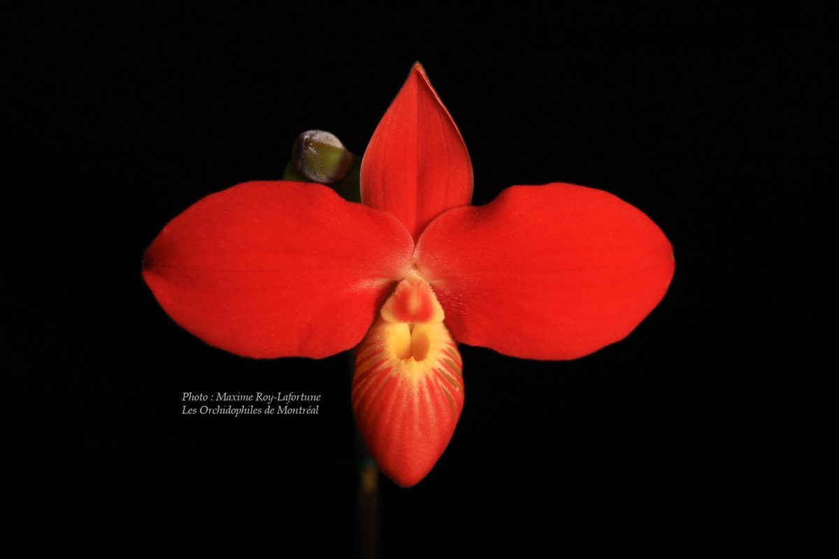 OdMorchid's tweet photo. #RéunionOdM Mars / March #OdMmeeting 
#Orchidée des menbres /  Member's #orchid
#orchidophilesmontreal #Photo #Pic #flower #fleur #mtl #Red https://t.co/7mXXO7ypuR