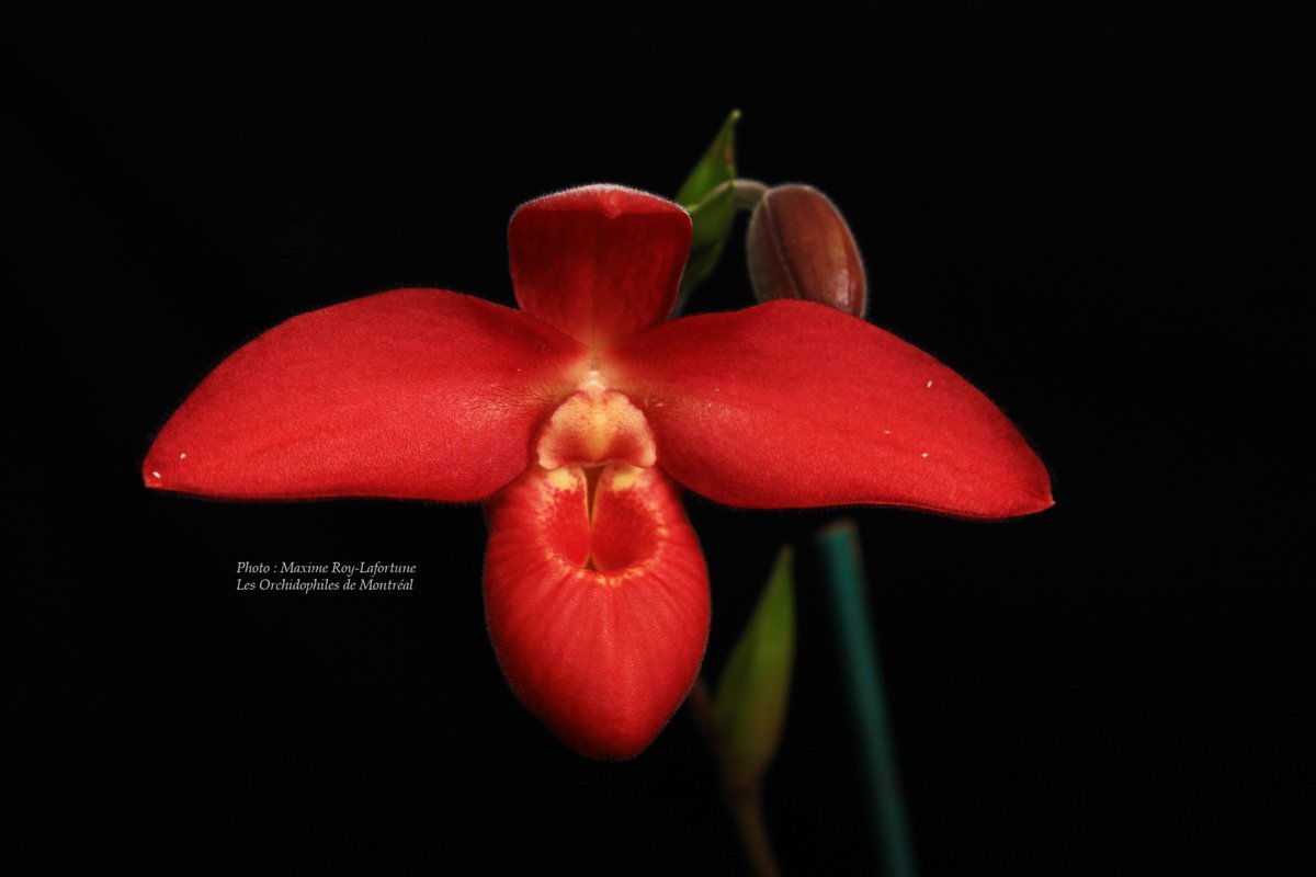 OdMorchid's tweet photo. #RéunionOdM Mars / March #OdMmeeting 
#Orchidée des menbres /  Member's #orchid
#orchidophilesmontreal #Photo #Pic #flower #fleur #mtl #Red https://t.co/7mXXO7ypuR
